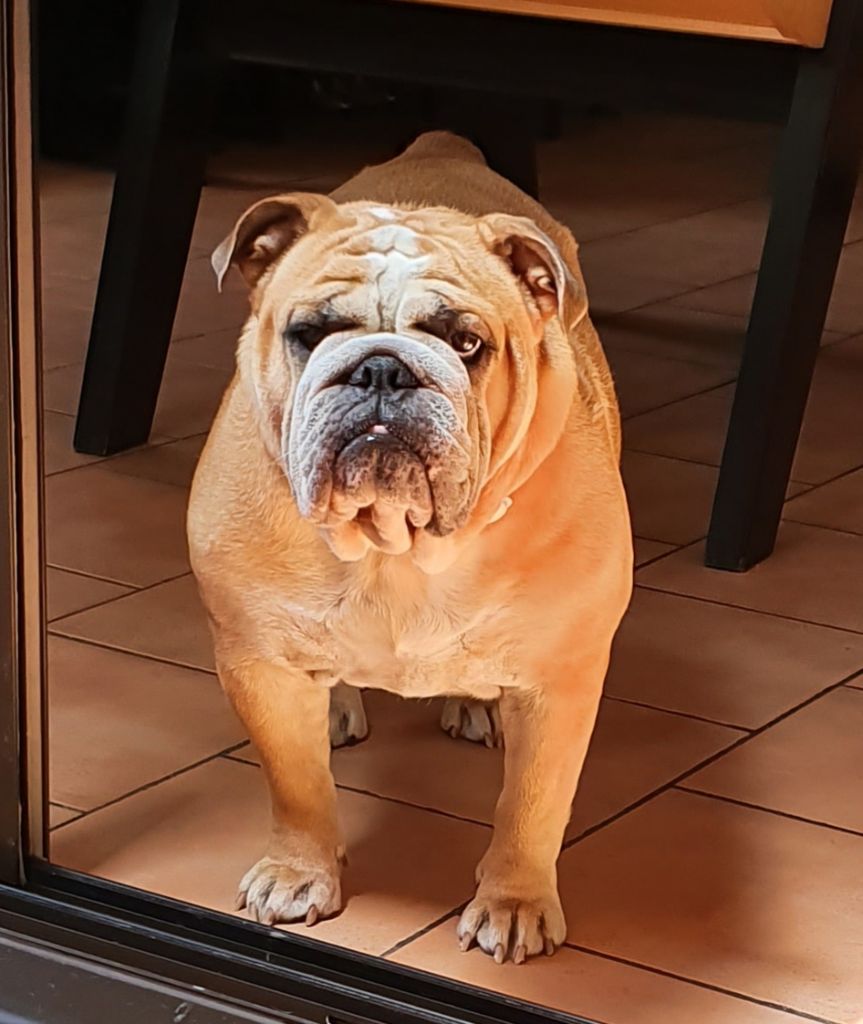 Nikky strawberrybulls