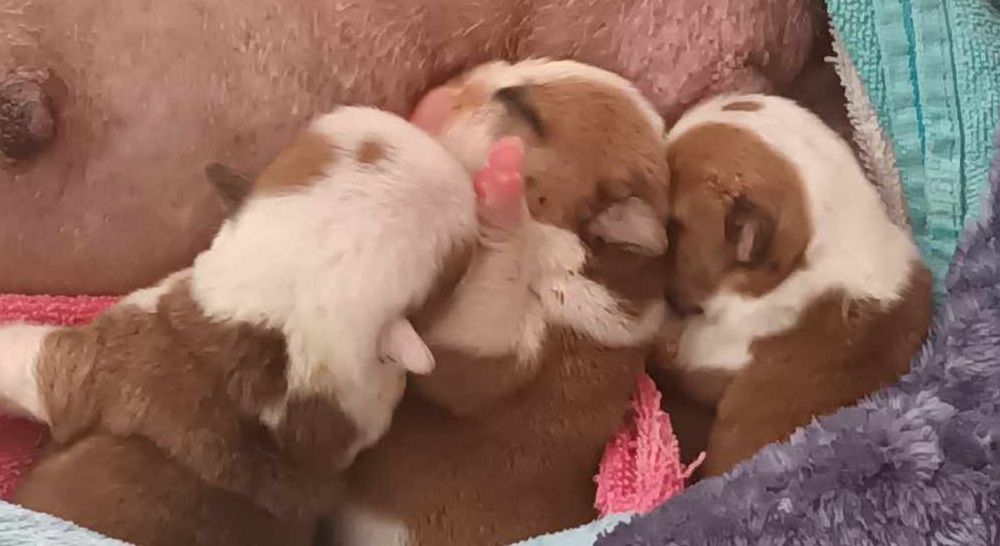 Les bébés ???