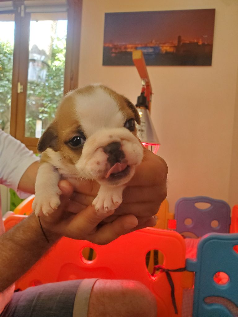 Of Kindy Bulls - Chiots disponibles - Bulldog Anglais