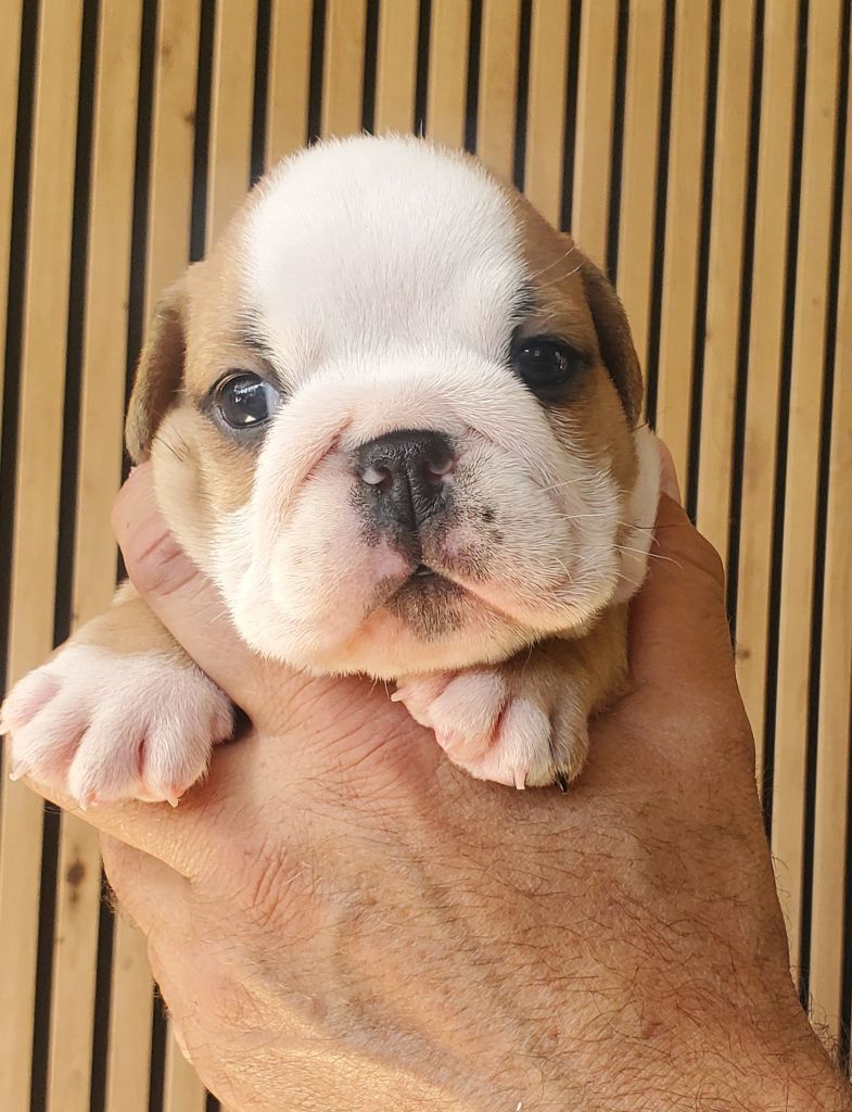 Of Kindy Bulls - Chiots disponibles - Bulldog Anglais