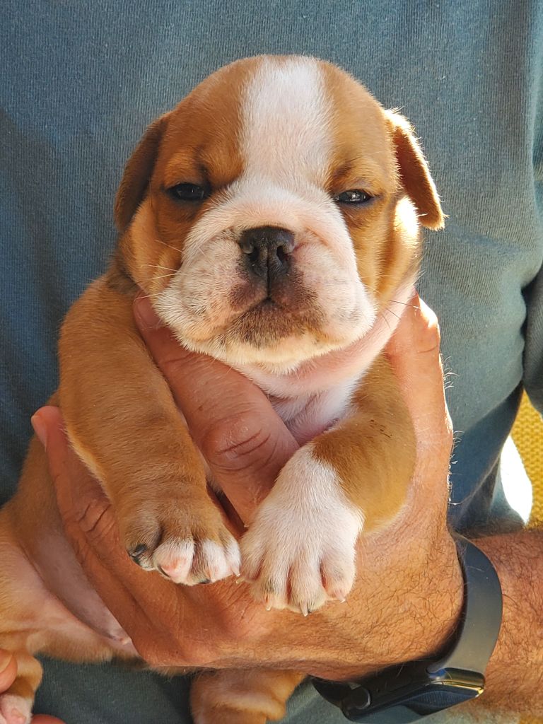 Of Kindy Bulls - Chiots disponibles - Bulldog Anglais