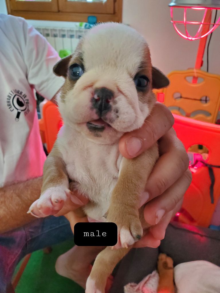 Of Kindy Bulls - Chiots disponibles - Bulldog Anglais