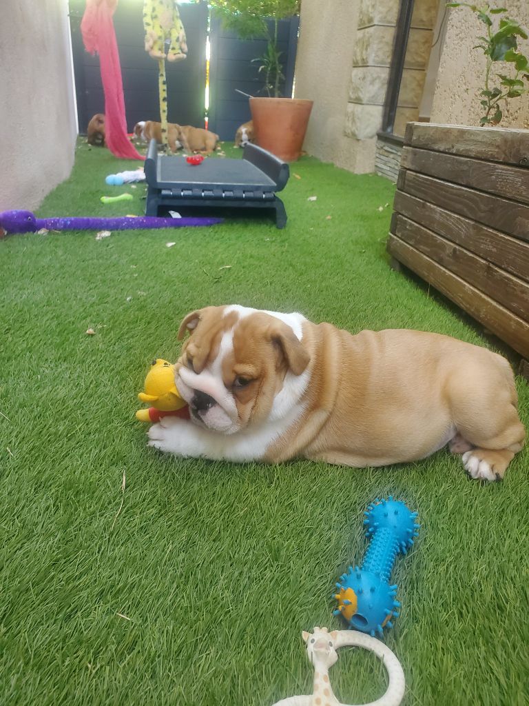 Of Kindy Bulls - Chiots disponibles - Bulldog Anglais