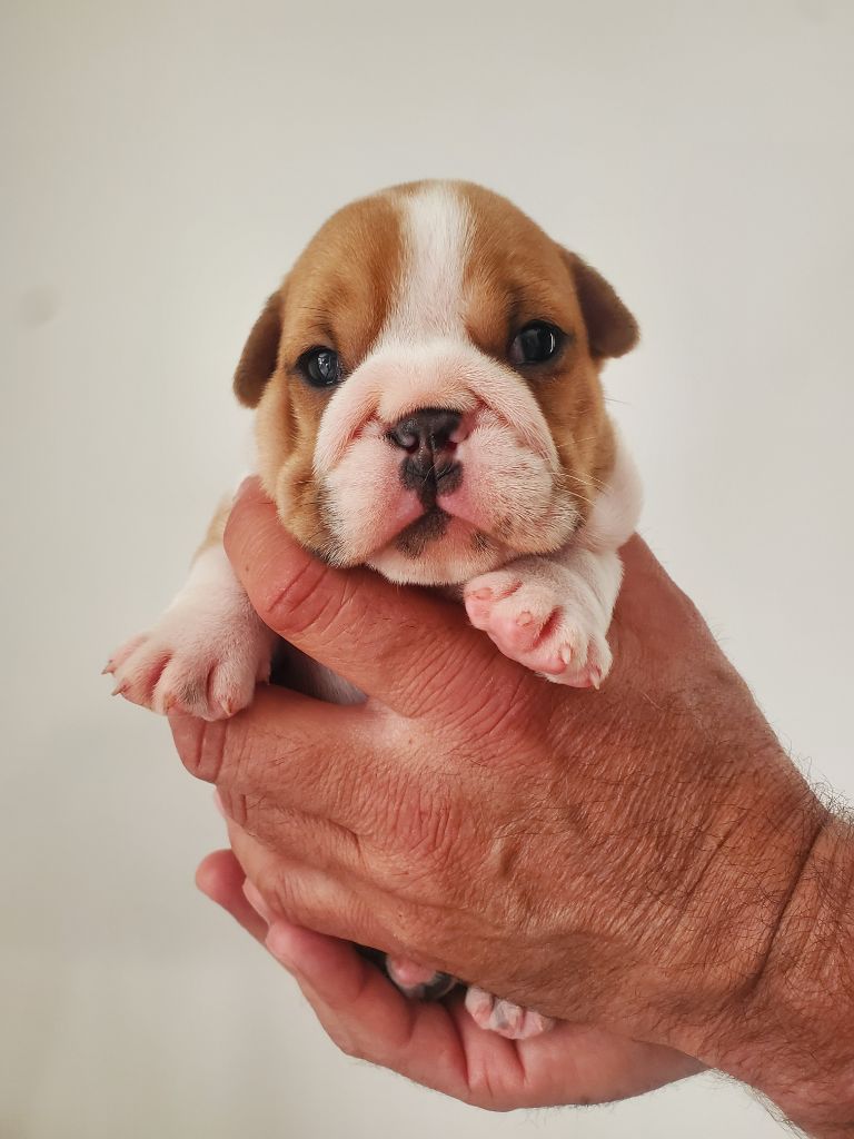 Of Kindy Bulls - Chiots disponibles - Bulldog Anglais