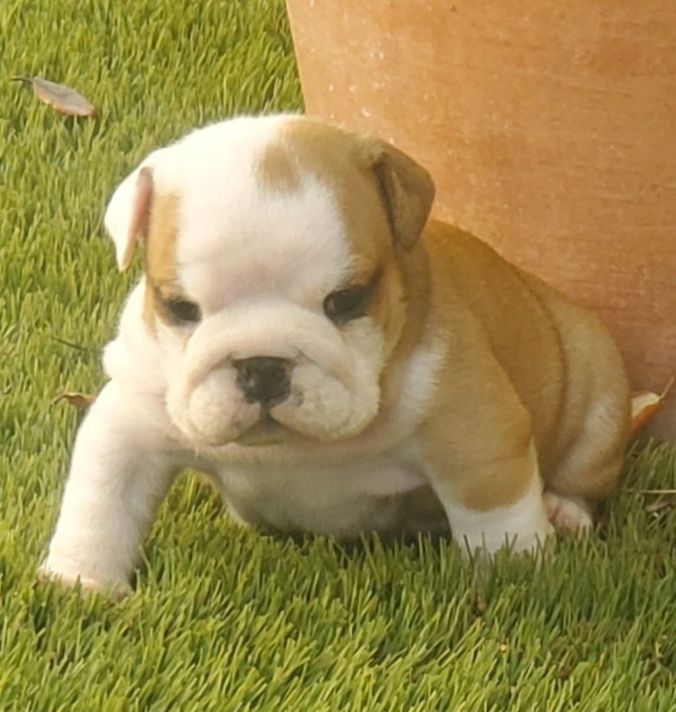 Of Kindy Bulls - Chiots disponibles - Bulldog Anglais