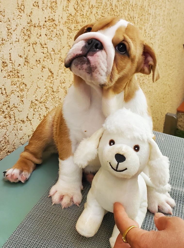 Of Kindy Bulls - Chiots disponibles - Bulldog Anglais