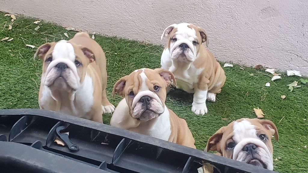 Of Kindy Bulls - Chiots disponibles - Bulldog Anglais