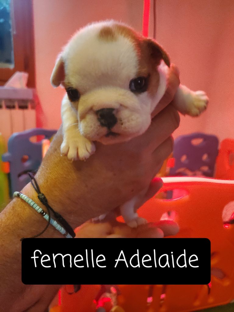 Of Kindy Bulls - Chiots disponibles - Bulldog Anglais