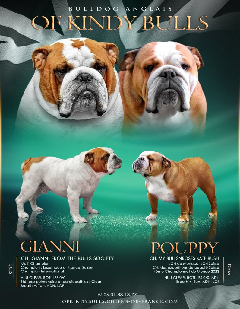 Chiot Bulldog Anglais Of Kindy Bulls