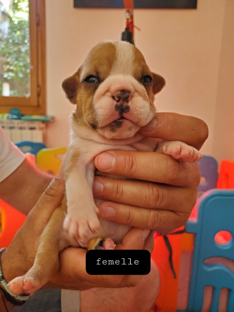 Of Kindy Bulls - Chiots disponibles - Bulldog Anglais