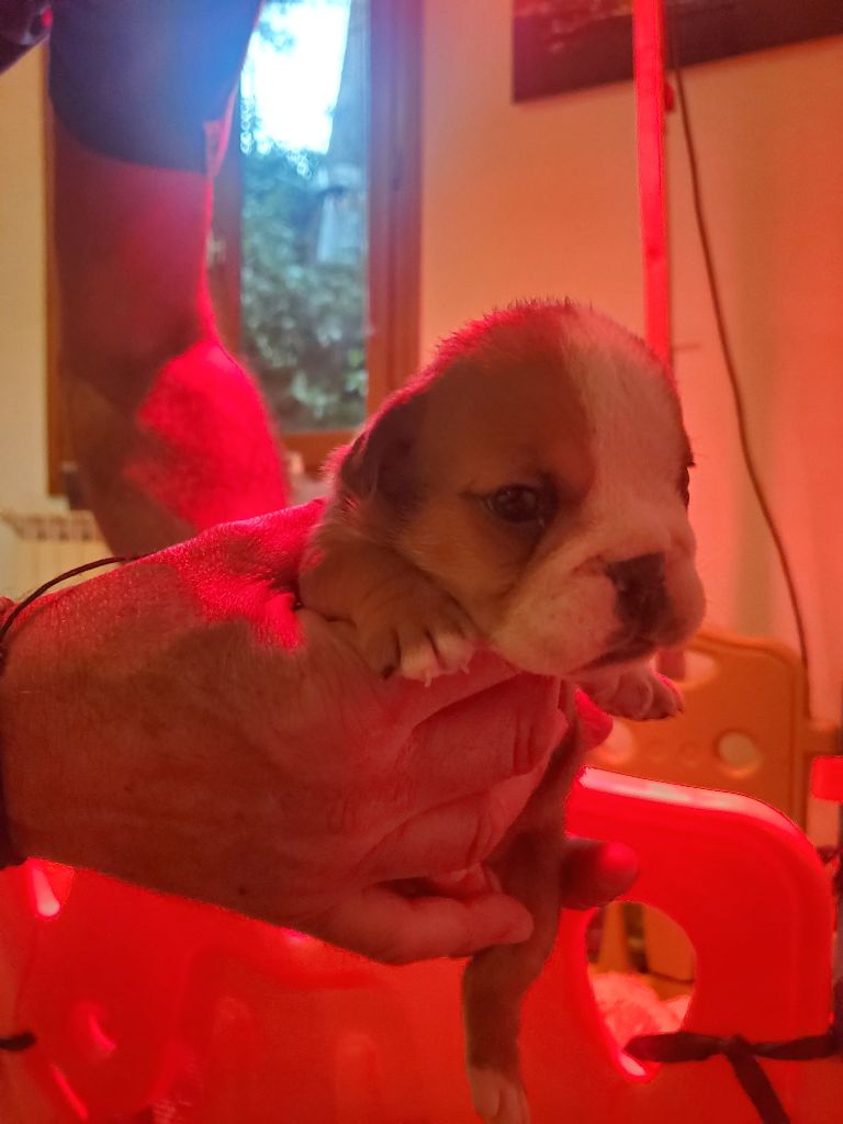 Of Kindy Bulls - Chiots disponibles - Bulldog Anglais